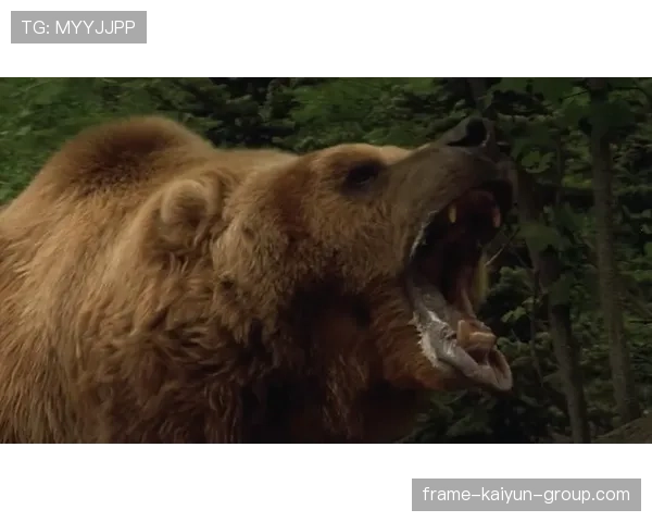 俄罗斯女子遭黑熊袭击当场死亡，俄罗斯男子被黑熊袭击